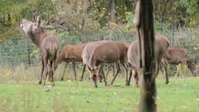 Rotwild / Rothirsch im Wildgehege Hellenthal