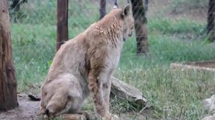 Luchs mit kleinem Luchs im Wildgehege Hellenthal