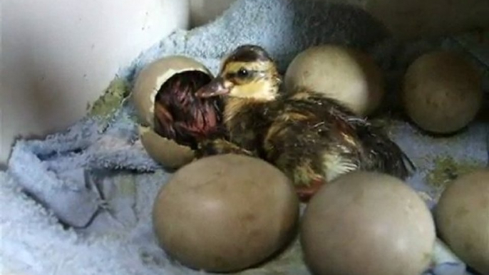 Hatching of Wild Ducks in the Incubator