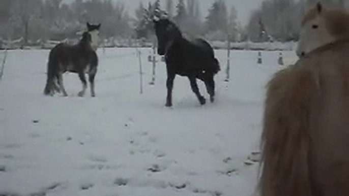 POULAINS MERENS et Les poneys de Sophie 77 Neige.