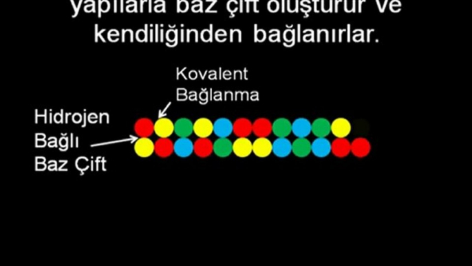 Evrim Teorisi -4- Hayatın Başlangıcı ve Abiyogenez Teorisi