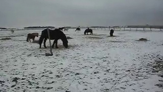 PONEYS POULAINS CHEVAUX: NOËL SOUS LA NEIGE! SDC14622