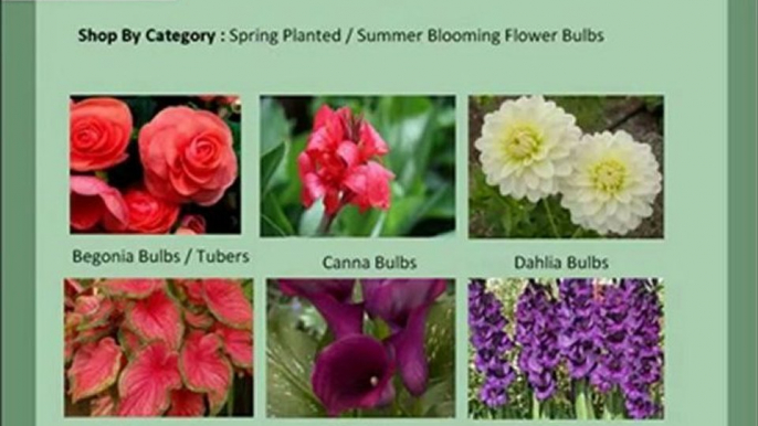 Flower Seeds, Vegetable Seeds, Herb Seeds & Flower Bulbs