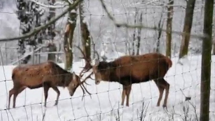 Rothirsch im Wildgehege Hellenthal