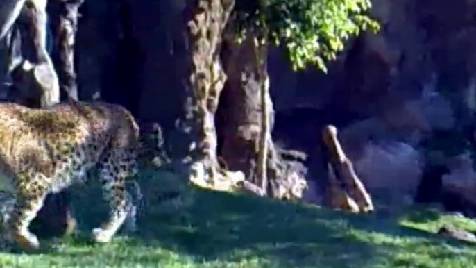 Crías de leopardo - Bioparc Valencia