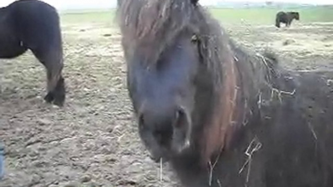 CHEVAUX POULAINS MERENS PONEYS 05/01/2011 2)SDC14696