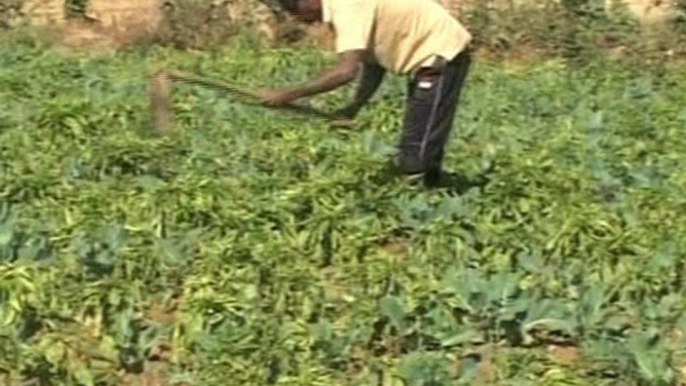 Crop Damage Affects Farmers in Eastern India