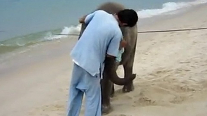 L'elefantino più tenero si diverte sulla spiaggia