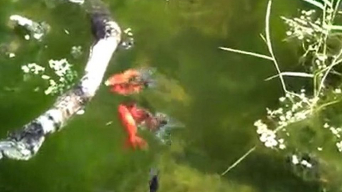 baby rainbowfish in back pond a month later. Growing ...