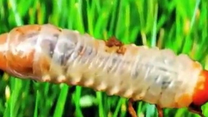 Alpharetta Lawn Care- Weed Pro: Grub Worm Control