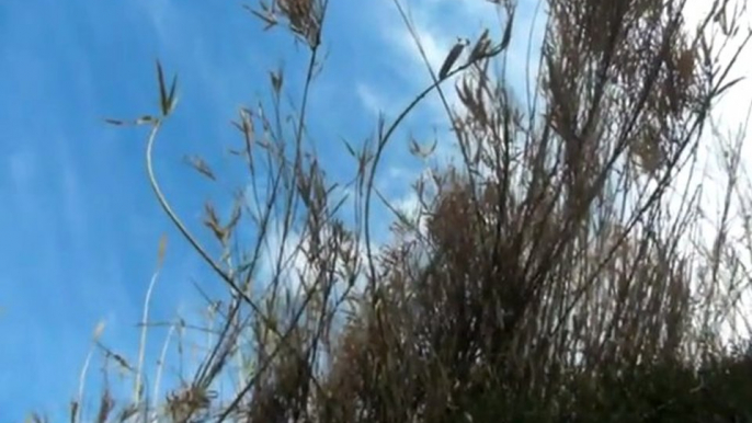 CHANTS D'OISEAUX DANS LES ROSEAUX