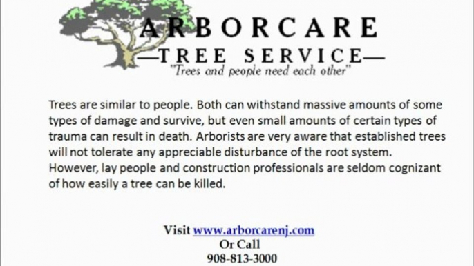 Tree remoal New Jersey-Best New Jersey Tree Removal