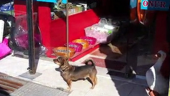 delikanlı köpek efe'ye yanlış hareket yapılırsa...