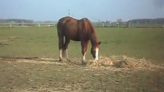 Poneys chevaux poulains le 21/02/2011 chez nous: le gouté!!