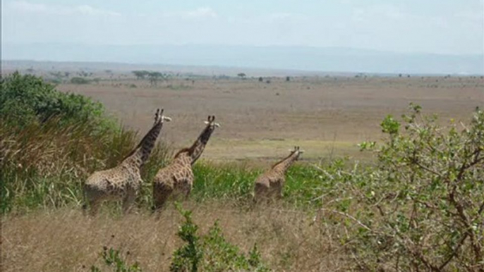 kenya ,mombasa,nairobi,hakuna matada ,safari