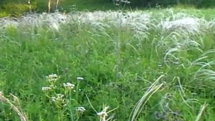 Altay wild nature -feather grass