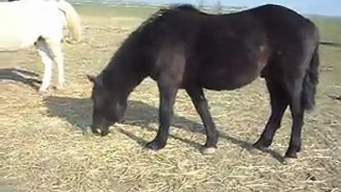 Poulain, chevaux, poneys 04/03/2011 SDC10332