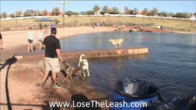 LOSE THE LEASH Dog Training Gilbert Arizona COSMO PARK