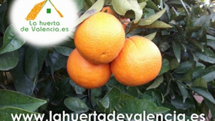 Comprar naranjas naturales. Comprar naranjas por internet