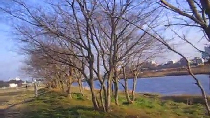 waliking the flood plain along the Tama river