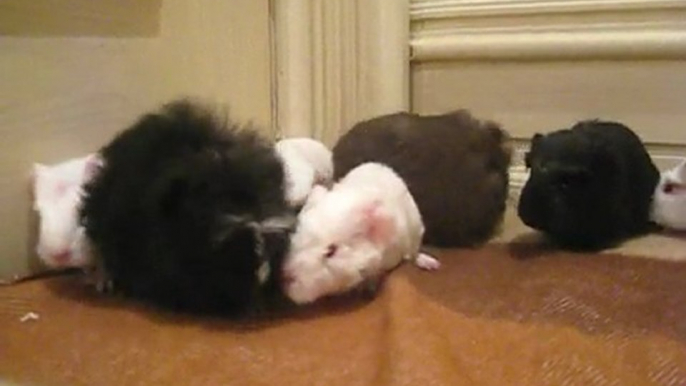 coronet and texel guinea pig babies