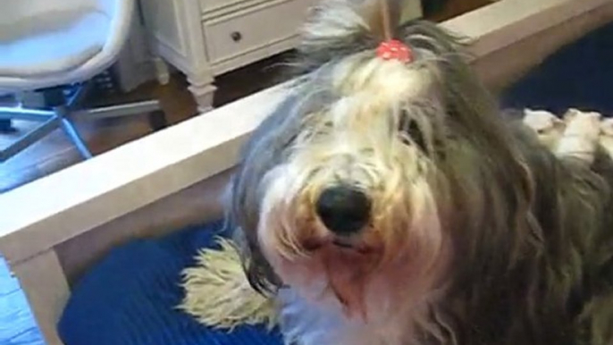 old english sheepdog with guinea pig babies