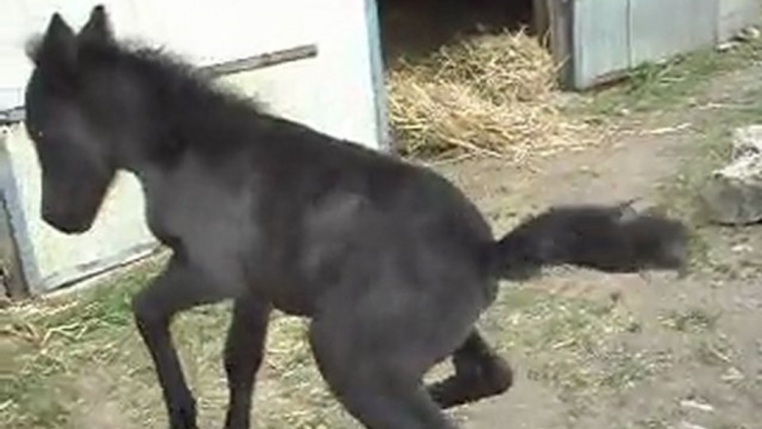 Pouliche Shetland X Mérens 3 jours Les poneys de Sophie 77 Remauville