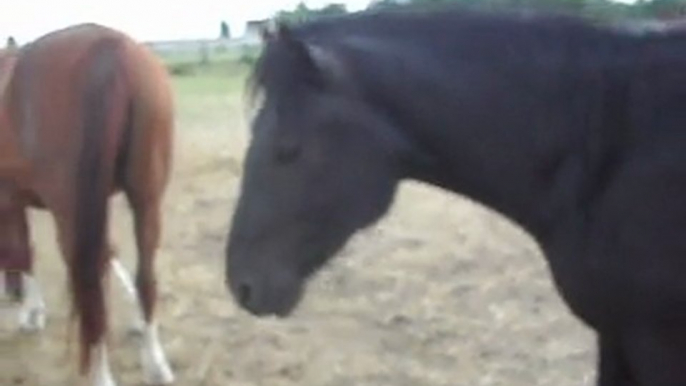 POULAIN Mérens, retour des prés en liberté pas à pas.LES PONEYS DE SOPHIE77