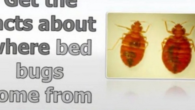 how to treat bed bugs - bed bugs removal - bed bugs treatment at home