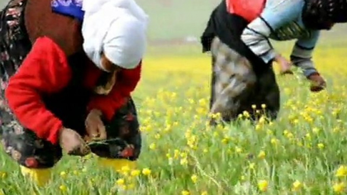 Yüksekova'da pancar toplayan kadınlar