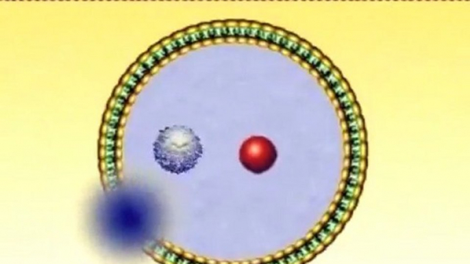 Hücre Zarındaki Mucize