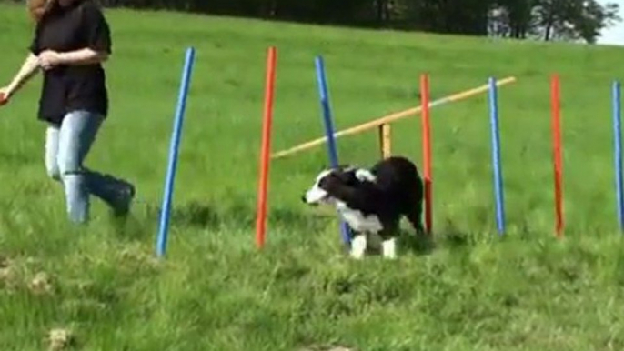 Agility Slalom Stangen Set