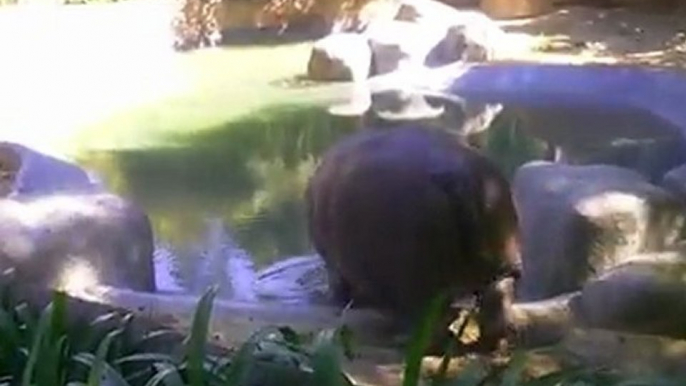 Hippo Turns Butt into Poop Sprinkler