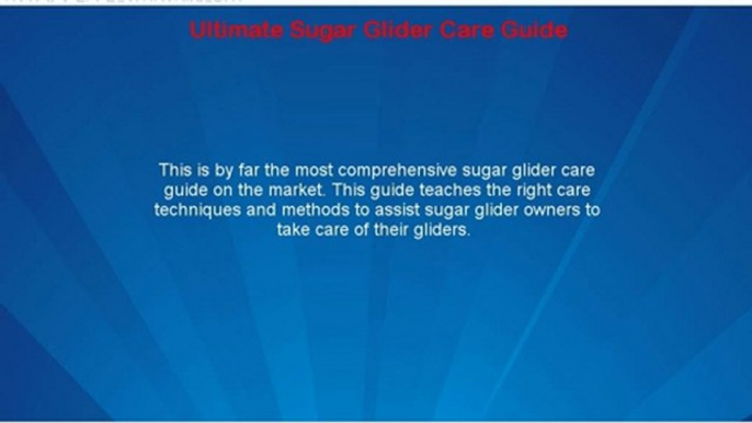 Ultimate Sugar Glider Care Guide