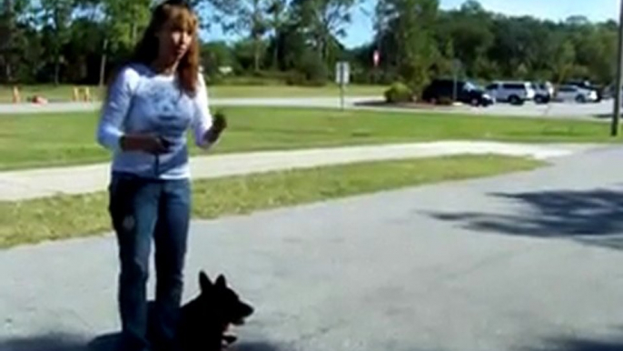 YouTube - Dog Training Teaching ''kennel'' W- Dogtra E-collar-Pager Collar