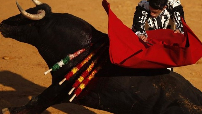 French Constitutional Council Declares Bullfighting Legal