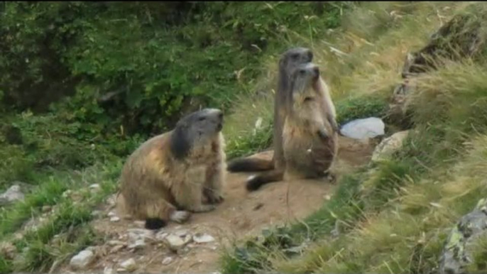 Les marmottes du Galibier dans le Beaufortin