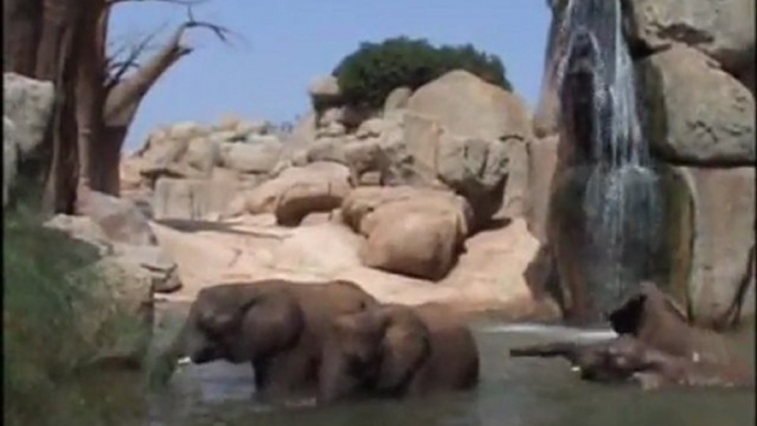 Los elefantes y las medidas especiales contra el calor en Bioparc Valencia