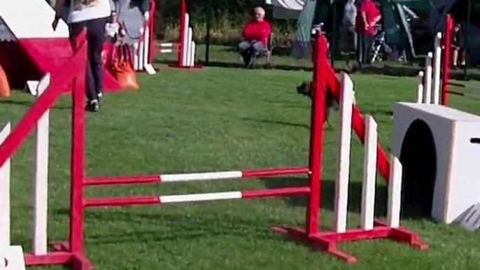 E'Lia des grandes aubes - epagneul breton - concours agility Isbergues 31/7/11 - Open