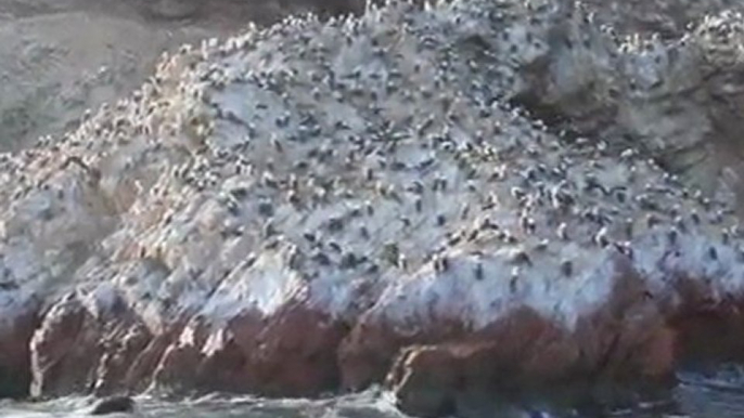 MANUcast! - Islas Ballestas (Paracas - Perú)