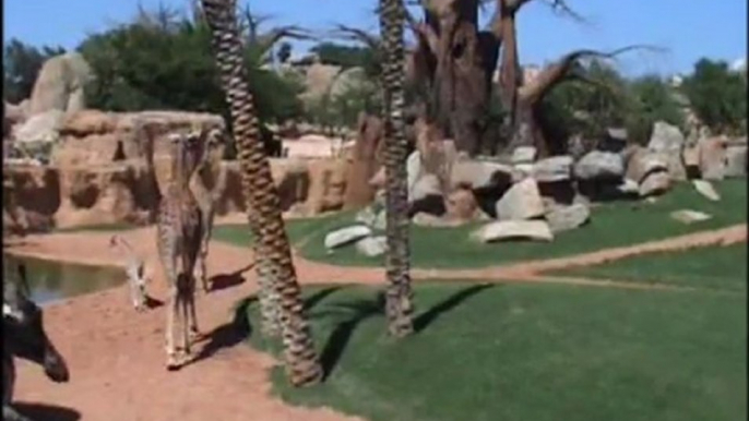 La jirafa nacida en Bioparc Valencia hace 2 semanas sale por primera vez a la sabana