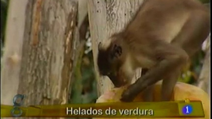 TVE 1 - Bioparc refresca a sus inquilinos con una dieta fresca