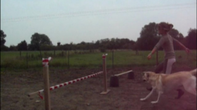 Agility labrador