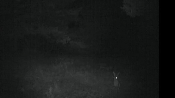 Lièvre de nuit - Bushnell Trophy Cam ref. 119435