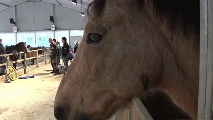 Des cours de poneys pour tous Parc de Choisy