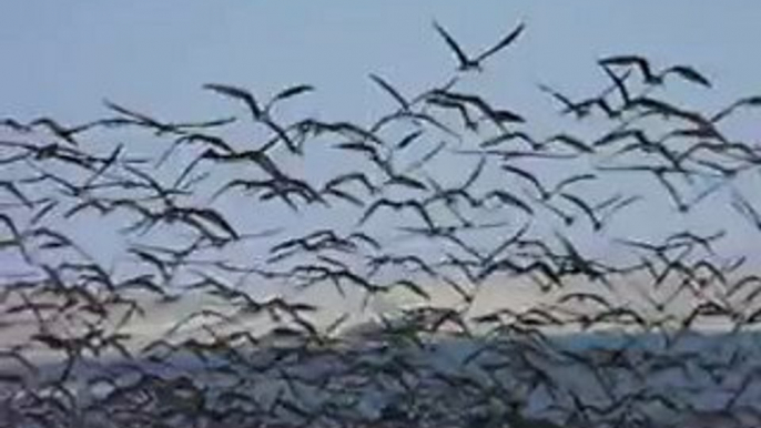 bord de mer au Pérou(Paracas)