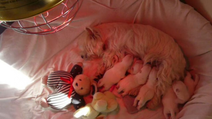 Chiots  WESTIE à 8 jours en pleine tétée