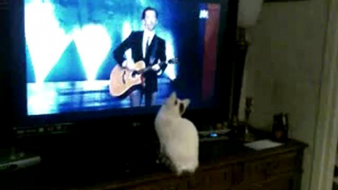 une chatte,fan de Gad el Maleh et jamel