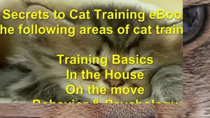 cat online training - cat training book - cat health problems