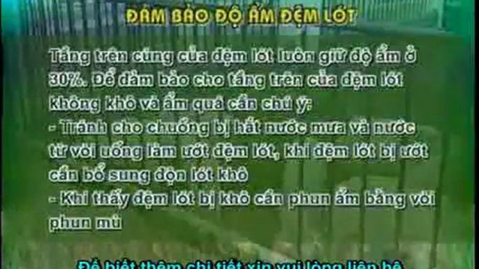 Đệm lót sinh học - đệm lót sinh thái - đệm lót lên men với chế phẩm sinh học balasa trong chăn nuôi lợn, heo